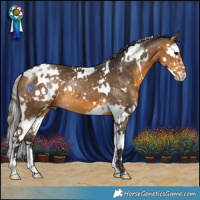 Horse Color:White Spotted Buckskin Splash 
