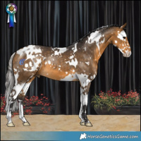 Horse Color:White Spotted Buckskin Splash