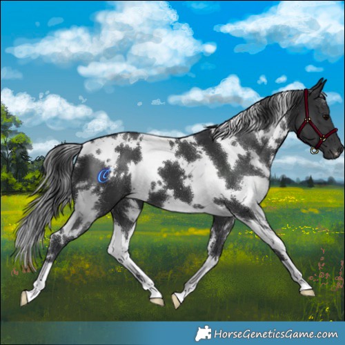 Horse Color:White Spotted Black 