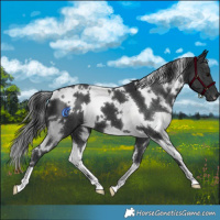 Horse Color:White Spotted Black 