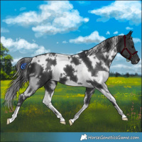 Horse Color:White Spotted Black 