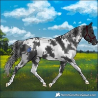 Horse Color:White Spotted Black