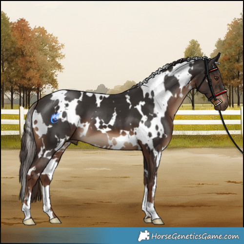 Horse Color:White Spotted Liver Chestnut 