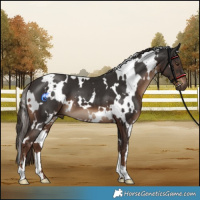 Horse Color:White Spotted Liver Chestnut 
