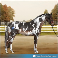 Horse Color:White Spotted Liver Chestnut 