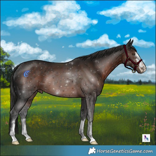 Horse Color:Liver Chestnut 