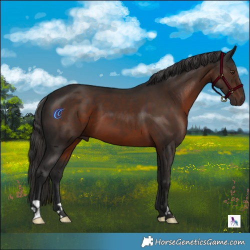 Horse Color:Liver Chestnut 