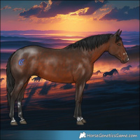 Horse Color:Liver Chestnut 