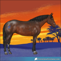 Horse Color:Liver Chestnut 