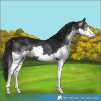 Horse Color:Gray Black Splash