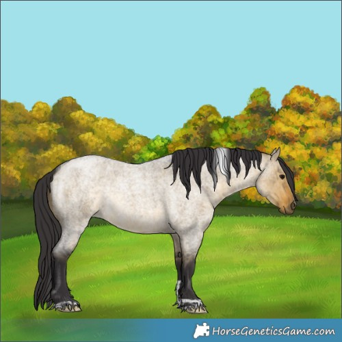 Horse Color:Buckskin Roan Dun Tobiano Rabicano Brindle 