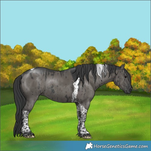 Horse Color:Grullo Tobiano Rabicano Brindle