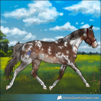 Horse Color:White Spotted Liver Chestnut Rabicano 
