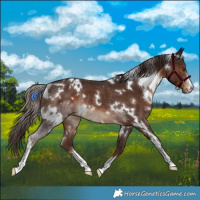 Horse Color:White Spotted Liver Chestnut Rabicano 