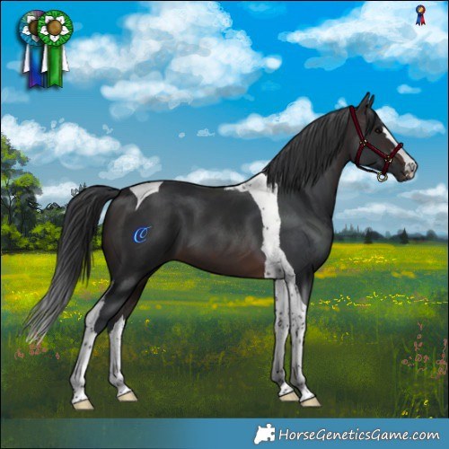 Horse Color:Brown Tobiano 