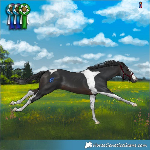 Horse Color:Brown Tobiano 