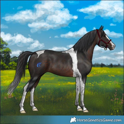 Horse Color:Brown Tobiano