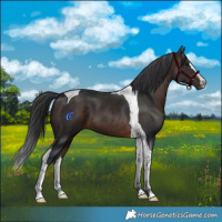 Horse Color:Brown Tobiano