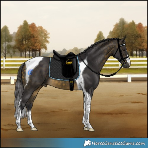 Horse Color:Buckskin Tobiano