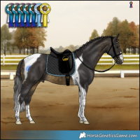Horse Color:Buckskin Tobiano 