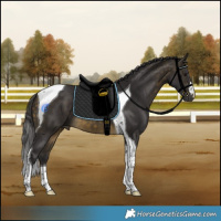 Horse Color:Buckskin Tobiano