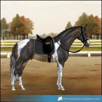 Horse Color:Buckskin Tobiano 