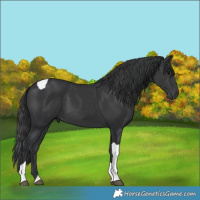 Horse Color:Black Tobiano 