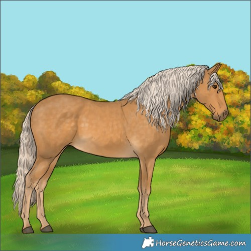 Horse Color:Palomino 