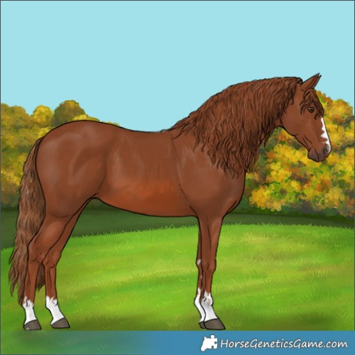 Horse Color:Chestnut 