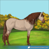 Horse Color:Red Dun 