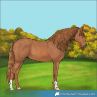 Horse Color:Chestnut 