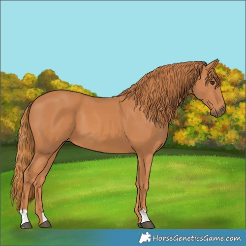 Horse Color:Chestnut 