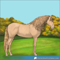 Horse Color:Gold Champagne