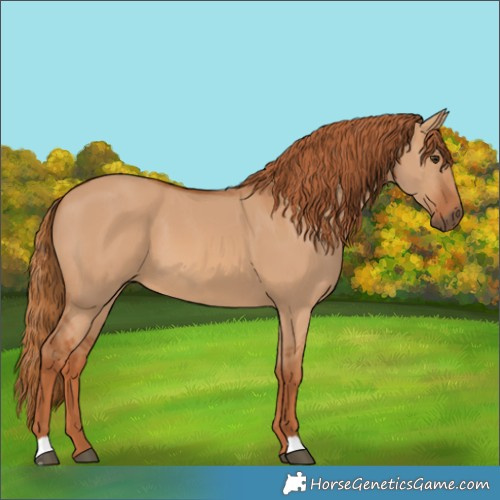 Horse Color:Red Dun 
