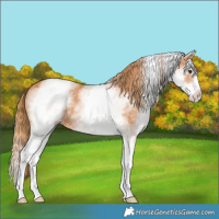 Horse Color:White Spotted Chestnut Splash