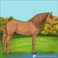 Horse Color:Chestnut 