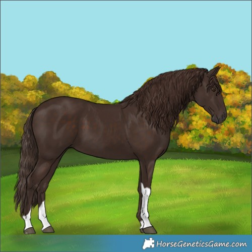 Horse Color:Liver Chestnut Tobiano 