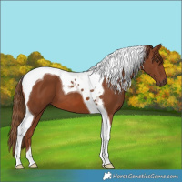 Horse Color:Chestnut Tobiano 