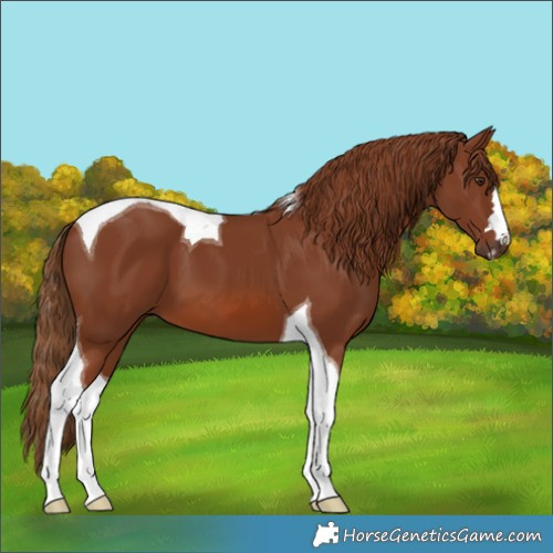 Horse Color:Chestnut Tobiano 
