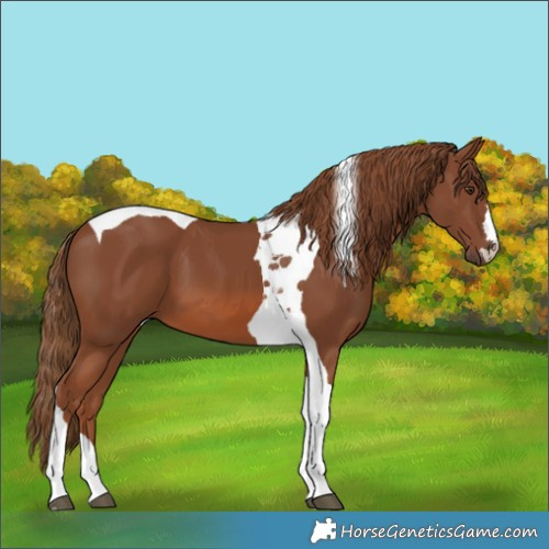 Horse Color:Chestnut Tobiano 