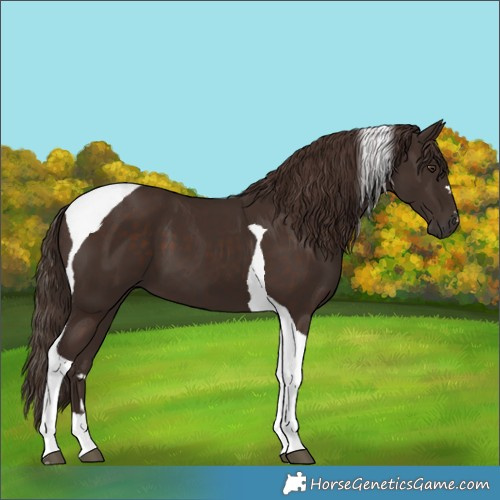 Horse Color:Liver Chestnut Tobiano
