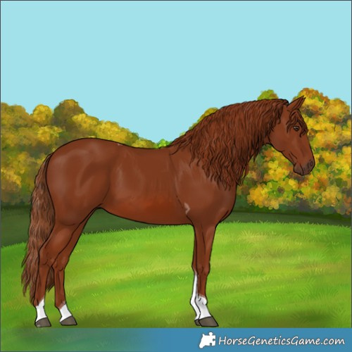 Horse Color:Chestnut Tobiano 