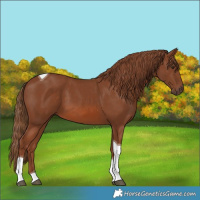 Horse Color:Chestnut Tobiano
