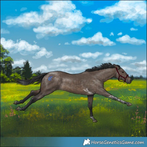 Horse Color:Brown Dun Tobiano Rabicano 
