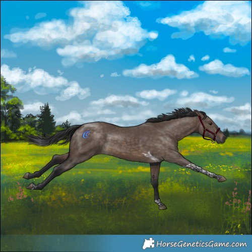 Horse Color:Brown Dun Tobiano Rabicano 