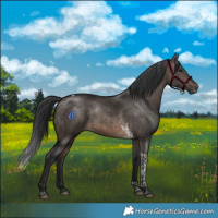 Horse Color:Brown Dun Tobiano Rabicano 