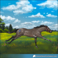 Horse Color:Brown Dun Tobiano Rabicano 