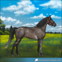 Horse Color:Brown Dun Tobiano Rabicano 