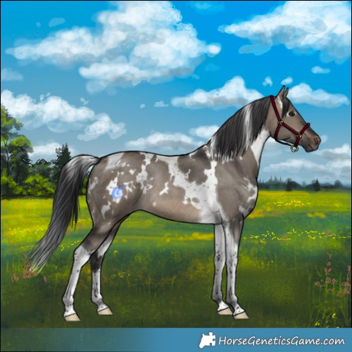Horse Color:White Spotted Brown Dun Tobiano Rabicano 