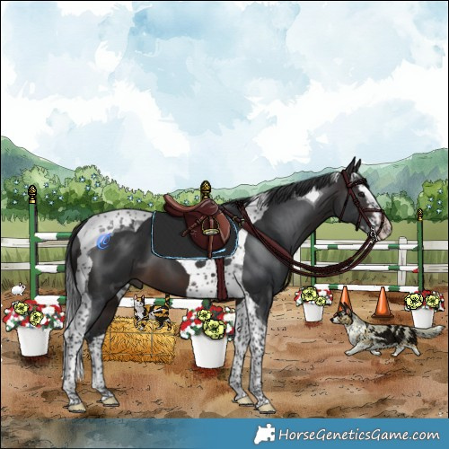 Horse Color:Brown Splash Tobiano  and Brown Splash Tobiano 